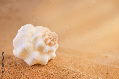 Small beige twisted seashell on the sand in sun rays