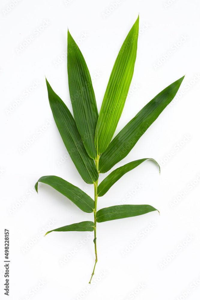 Bamboo leaves on white background. Bamboo leaves on white background.