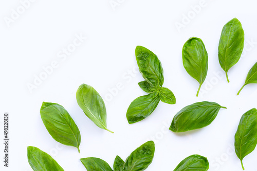 Basil leaves on white background.