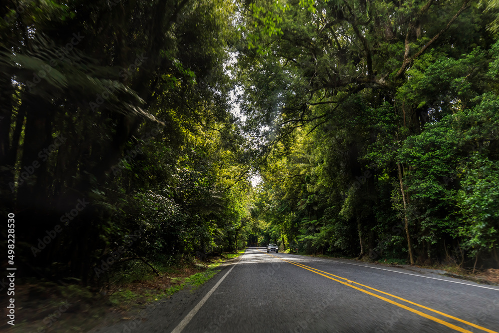 Fototapeta premium Car driving into autumn forest in Nort Island, New Zealand