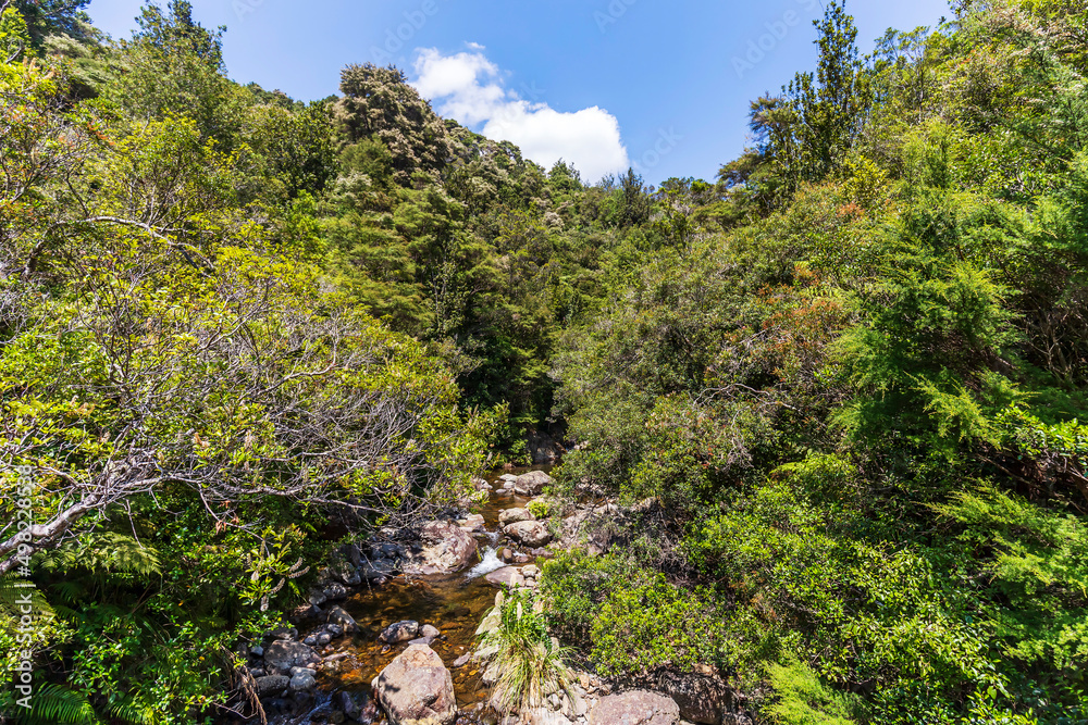 Dense forest and a river at Wentworth Valley in the Coromandel Peninsula, New Zealand