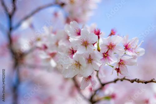 The best cherry blossom in Yokohama
