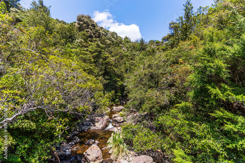 Dense forest and a river at Wentworth Valley in the Coromandel Peninsula, New Zealand
