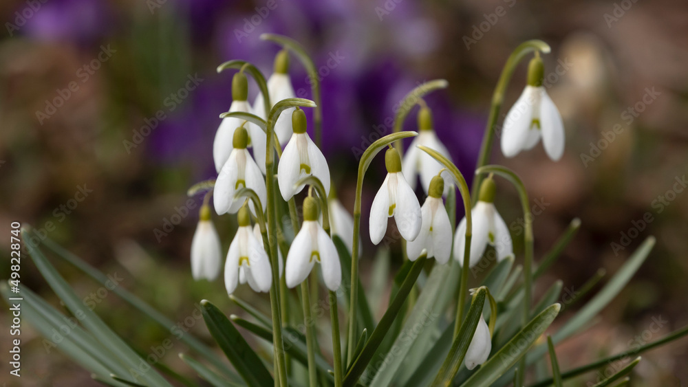 Beautiful springflowers, Common snowdrops, Galanthus nivalis blooming during spring