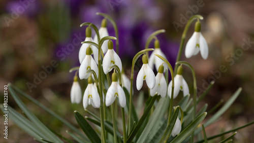Beautiful springflowers, Common snowdrops, Galanthus nivalis blooming during spring