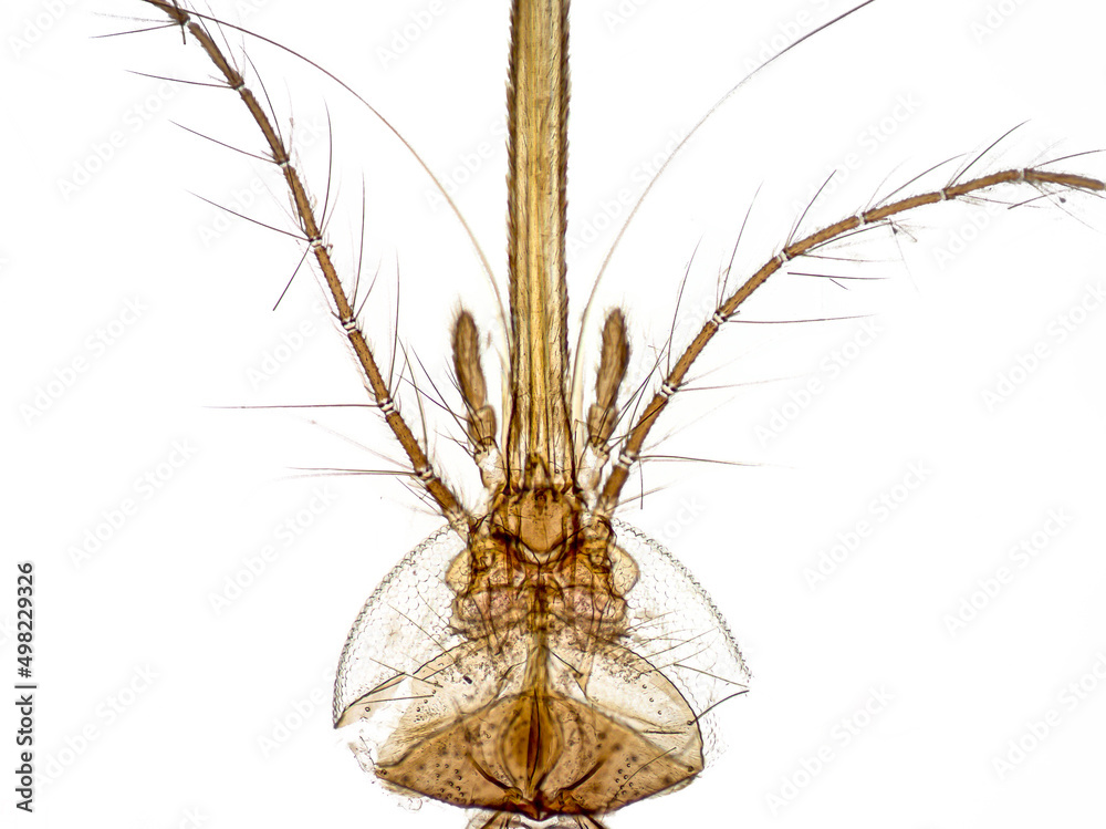 Piercing and sucking. Head and mouthparts of Mosquitoes. The proboscis - a system of thin needles, each of which pierces the skin, finds blood vessels and makes it easy for to suck blood. Piercing and sucking. Head and mouthparts of Mosquitoes. The proboscis - a system of thin needles, each of which pierces the skin, finds blood vessels and makes it easy for to suck blood.