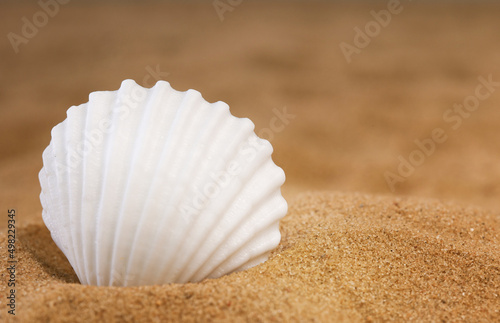 White seashell on the sand. Side view