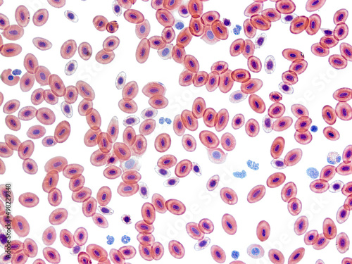 Frog Blood Cells. Nucleated red blood cells.