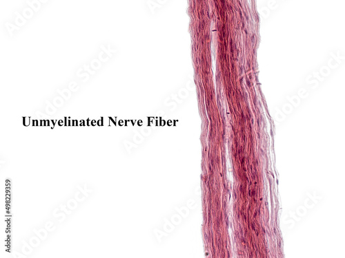 An interesting photo taken with a microscope. Unmyelinated fibers in peripheral nerves. Longitudinal section. Hematoxylin and Eosin Stainit.  photo