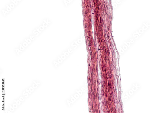 An interesting photo taken with a microscope. Unmyelinated fibers in peripheral nerves. Longitudinal section. Hematoxylin and Eosin Stainit.  photo