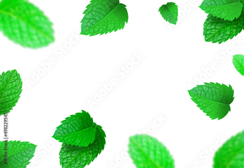 Fresh green mint leaves background. Blurred mint leaf realistic vector.