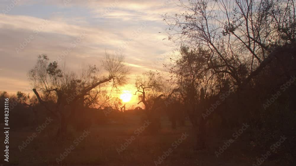 Orange sun, branches of plants and trees. Dawn in a wild garden. The fence is made of stones. Orange sun. Camera shake. Orange sun, branches of plants and trees. Dawn in a wild garden. The fence is made of stones. Orange sun. Camera shake.