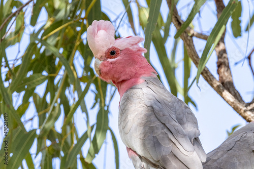 Galah Cockatoo in Queensland Australia photo