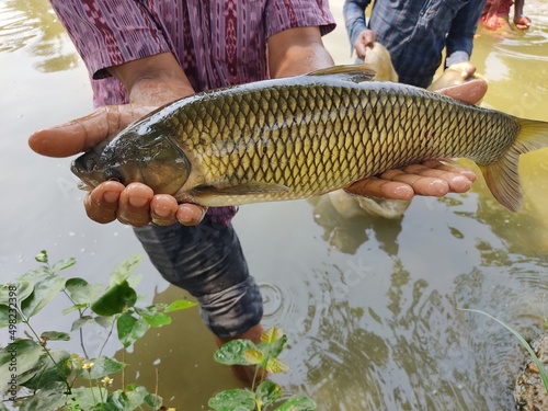 Fototapeta Naklejka Na Ścianę i Meble -  Big Grass Carp Fish in hand of a fisher man