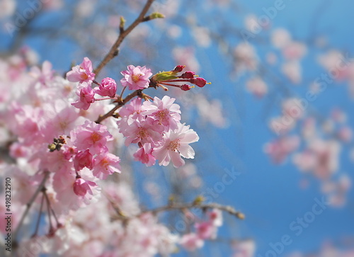 青空と美しい色のしだれ桜