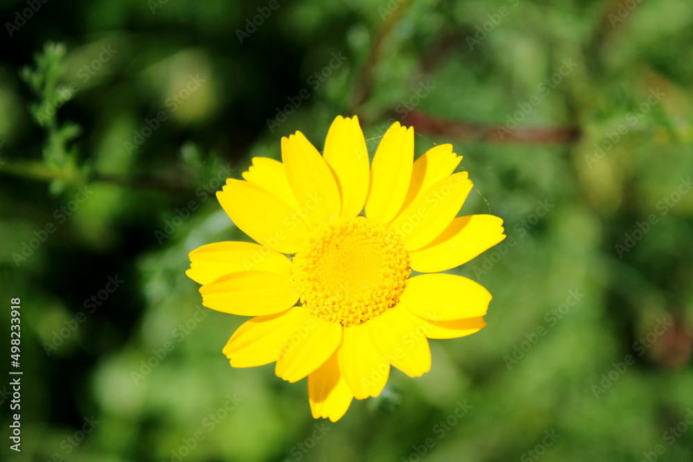 Yellow Flower in the Garden Yellow Flower in the Garden