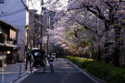 Wallpaper Mural 春の京都 Torontodigital.ca