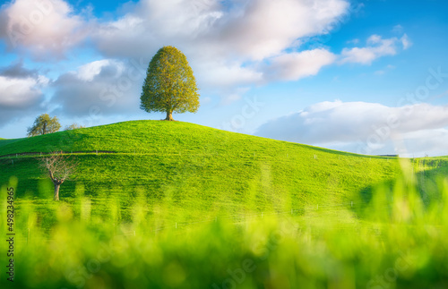 Nature. Landscape in summertime. Tree on top of the hill. Fields and pastures...