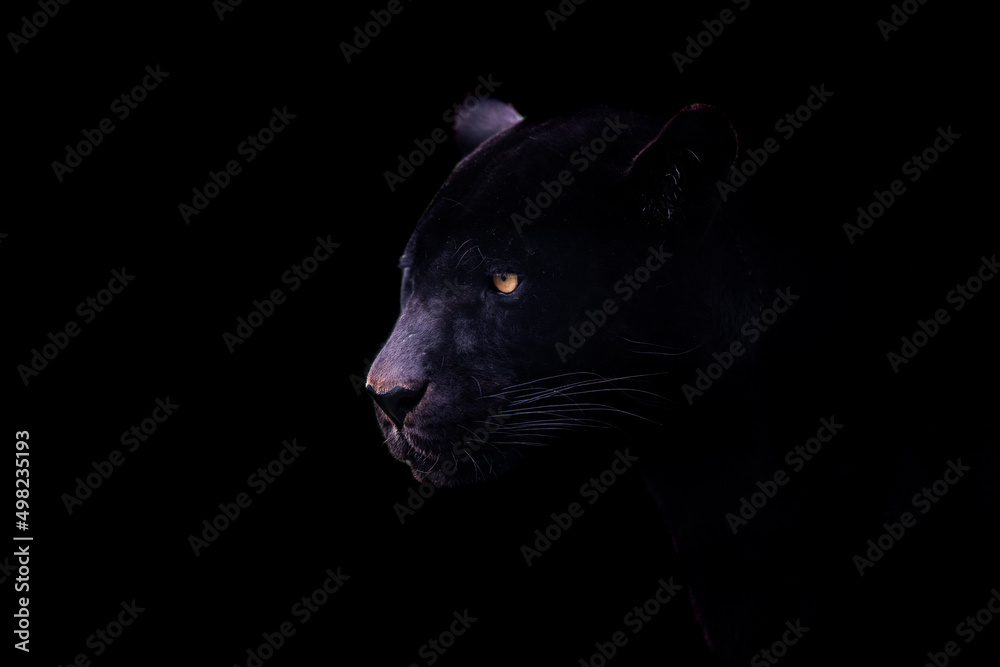 A black jaguar with a black background