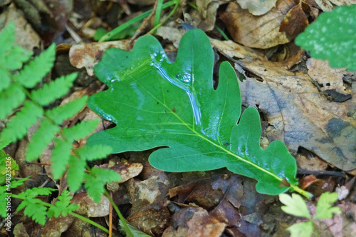 A green oak leaf lies on the ground filled with rainwater on a summer day