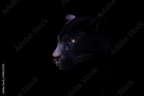 Obraz na płótnie A black jaguar with a black background w salonie