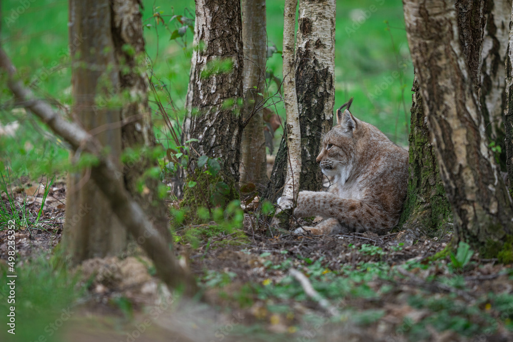 A lynx resting in the forest