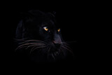 A black panther with a black background