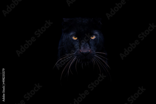 Fototapeta Naklejka Na Ścianę i Meble -  A black panther with a black background