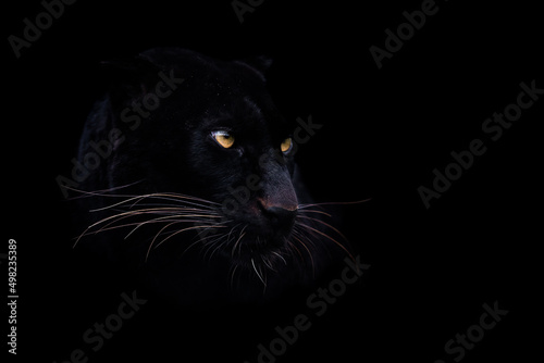 Fotografia A black panther with a black background