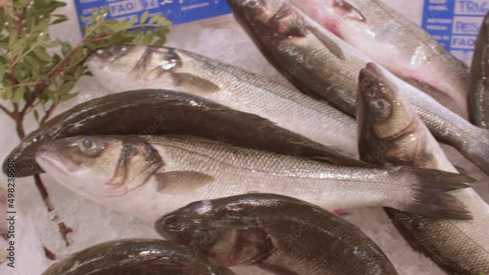 01.10.2021 Via Roca, Melendugno, Italy. Close-up of squid and fish on ice on a store counter. The import and sale of high quality fresh fish and seafood. 01.10.2021 Via Roca, Melendugno, Italy. Close-up of squid and fish on ice on a store counter. The import and sale of high quality fresh fish and seafood.