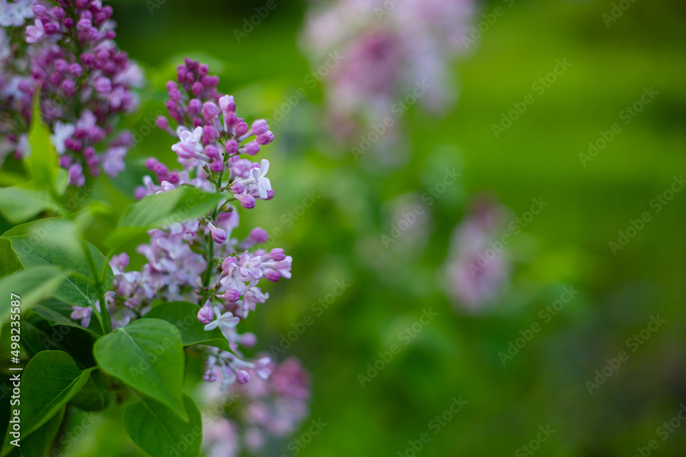 Lilac blossoms in the garden  nature background