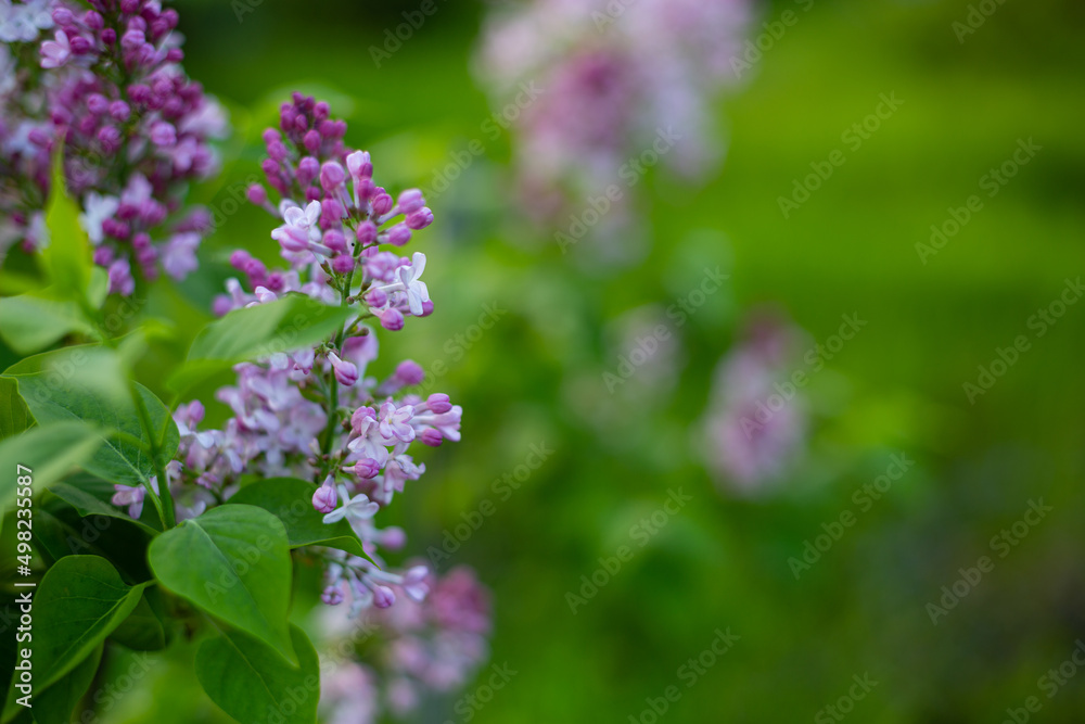 Lilac blossoms in the garden nature background Lilac blossoms in the garden nature background