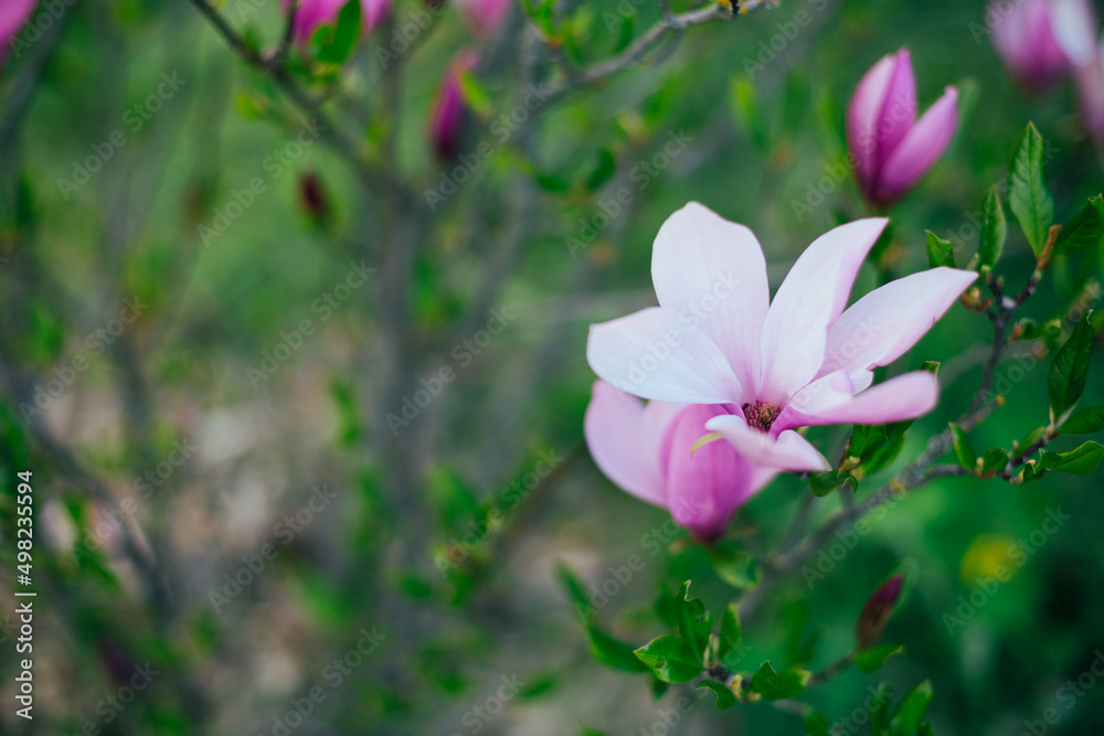 Young magnolia tree in the garden, spring concept Young magnolia tree in the garden, spring concept