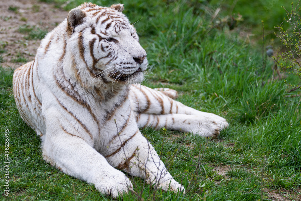 A white tiger sleeping in the forest
