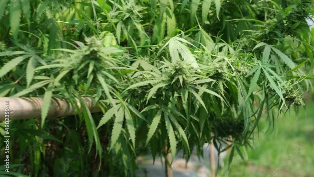Medical Cannabis plants grown under controlled conditions in large greenhouses. Production of alternative herbal medicines and CBD oil. Medical Cannabis plants grown under controlled conditions in large greenhouses. Production of alternative herbal medicines and CBD oil.