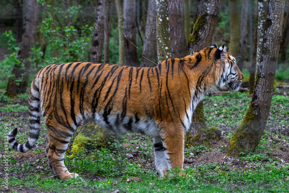 Portrait of a tiger in the forest