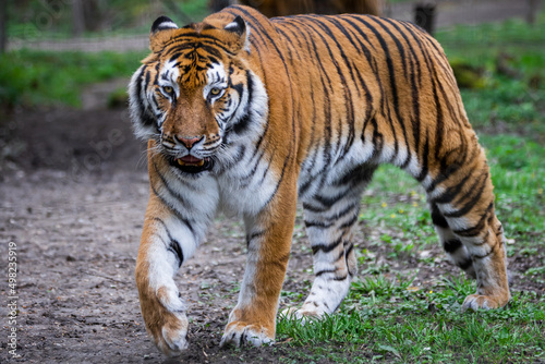 Obraz na płótnie Portrait of a tiger in the forest w salonie