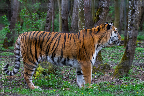 Obraz na płótnie Portrait of a tiger in the forest w salonie