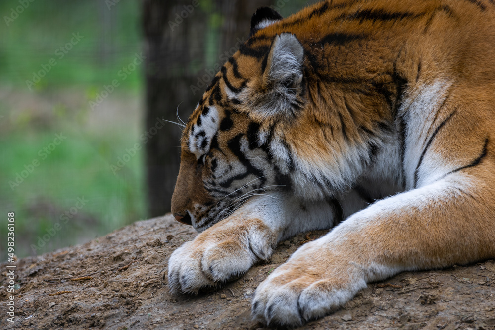 Portrait of a tiger in the forest
