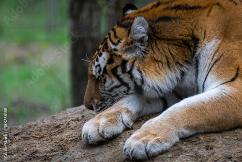Obraz na płótnie Portrait of a tiger in the forest w salonie