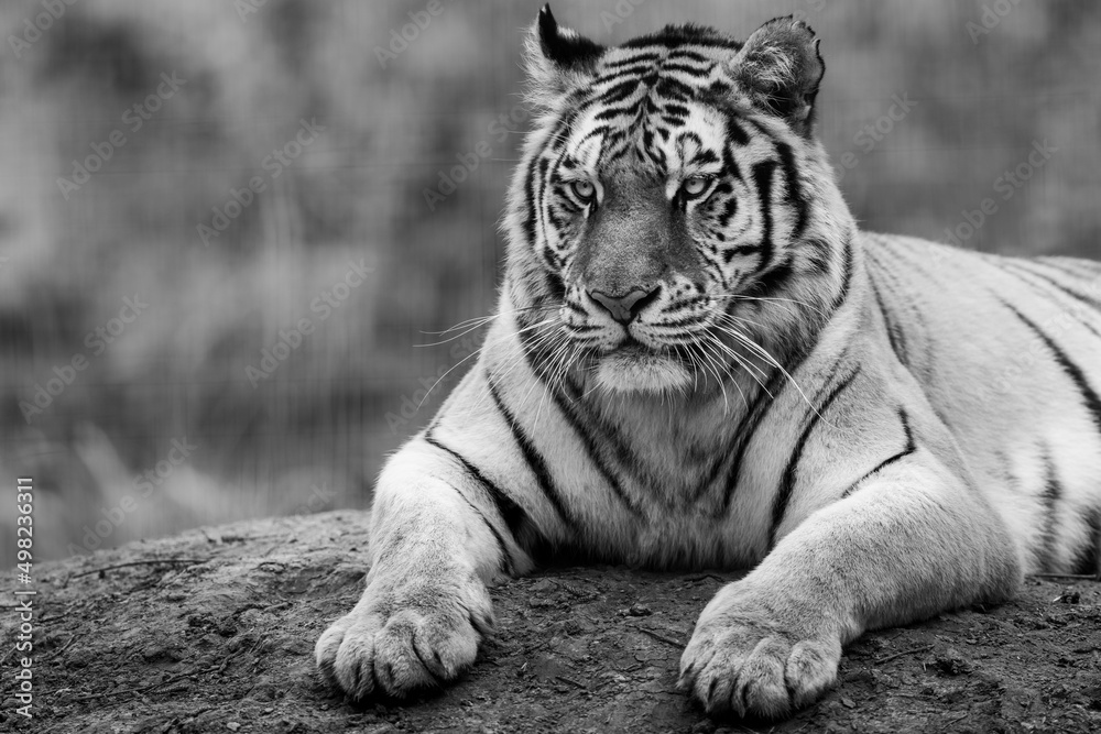 Portrait of a tiger in the forest