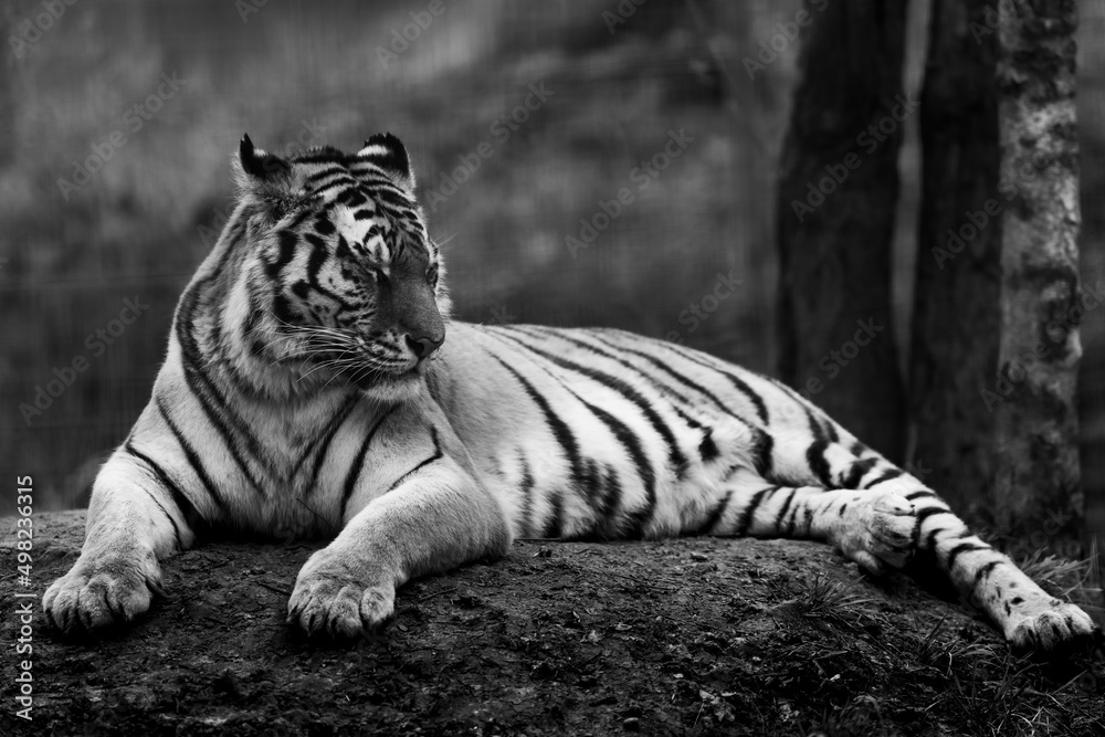 Portrait of a tiger in the forest