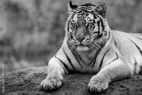 Portrait of a tiger in the forest