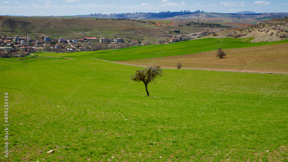 Naklejka premium Cloudy blue sky and spring greenery. Crops emerging from the ground in the fields. Green fields in front of rural village landscape. Dirt country roads, plowed fields and dry trees. Focus is selective
