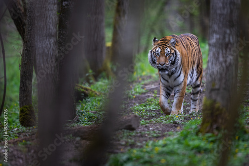 Obraz na płótnie Portrait of a tiger in the forest w salonie