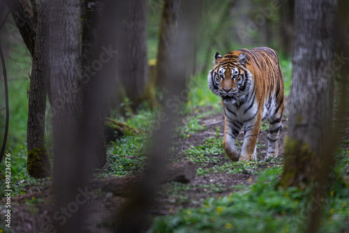 Portrait of a tiger in the forest