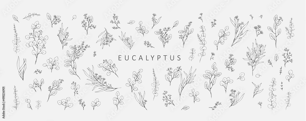 Floral branches of different types of eucalyptus, silver dollar, baby blue, blue gum, seeded. Hand drawn wedding herb with elegant leaves - obrazy, fototapety, plakaty 