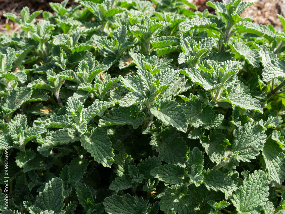 Nepeta cataria, mint or catnip Nepeta cataria, mint or catnip