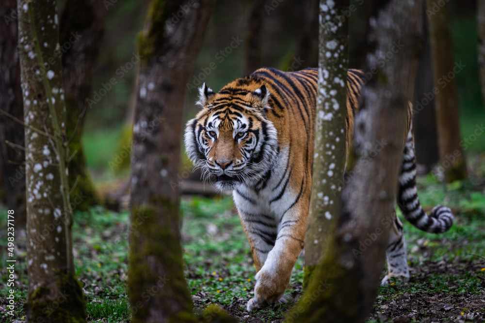 Portrait of a tiger in the forest