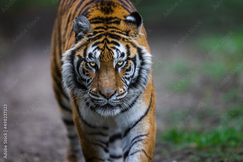 Portrait of a tiger in the forest